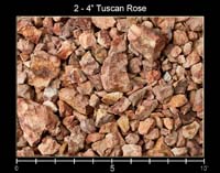2-4 Tuscan Rose